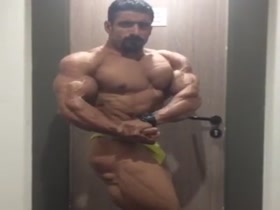 Persian Wolf